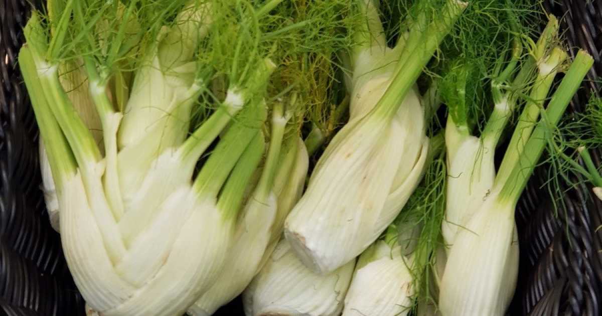 Policlinico di Bari, scoperta una nuova allergia: quella a finocchio, sedano e carota